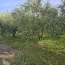 Štinjan - građevinsko zemljište 